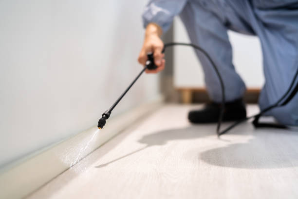 Licensed Ant Control service in Pollock Pines, CA - Nex Pest Control